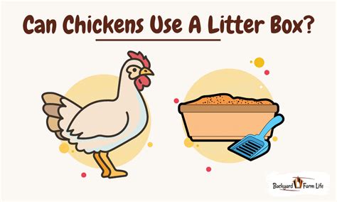 can you train chickens to use a litter box